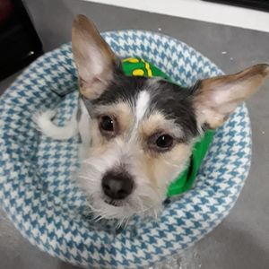 Meet your Posher, Julie